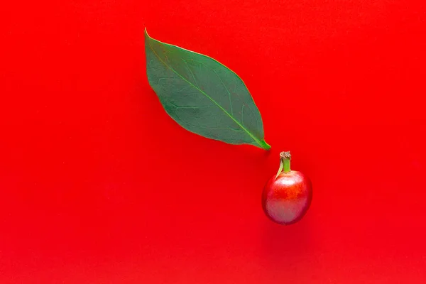 Single red coffee fruits and leaf isolated in red background. — Stock Photo, Image