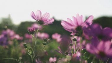 Bahçede açan güzel pembe kozmos çiçekleri.