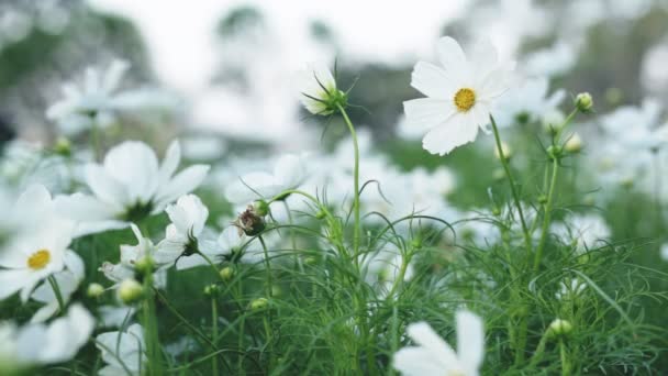 庭に咲く美しい白いコスモス — ストック動画