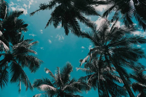 Palmeiras de coco contra céu e nuvem branca na ilha tropical . — Fotografia de Stock