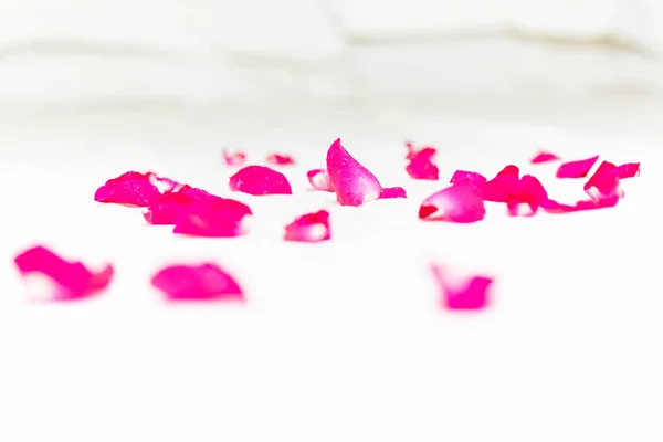 Pink rose petals on white bed sheets on honeymoon concept. — Stock Photo, Image