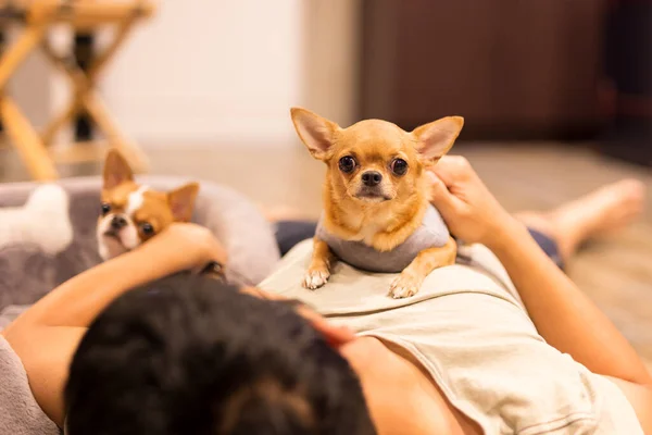 Hombre Quedarse Casa Acostado Sala Estar Jugando Con Chihuahua Perro — Foto de Stock