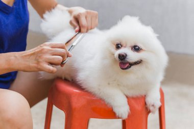 Kadın sahibi Coronavirus karantinası sırasında Pomeranya köpeklerinin tüylerini makasla kesiyor.