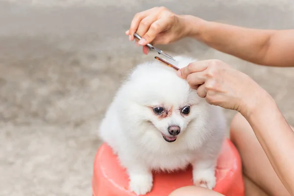 Vrouw Eigenaar Snijden Pomeranian Honden Haar Met Schaar Kam Tijdens — Stockfoto