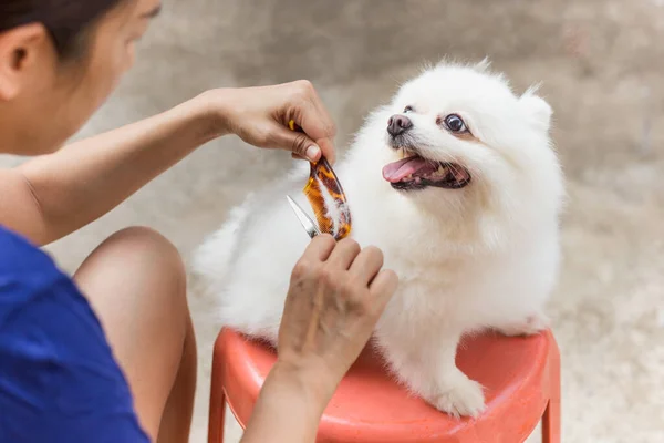 Propietaria Mujer Cortando Pelo Perros Pomerania Con Tijeras Peine Durante —  Fotos de Stock