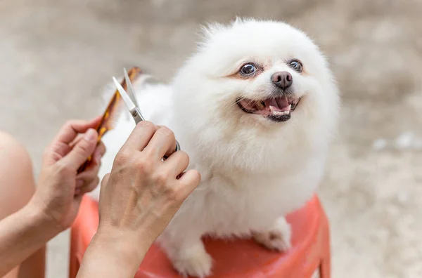 Propietaria Mujer Cortando Pelo Perros Pomerania Con Tijeras Peine Durante —  Fotos de Stock