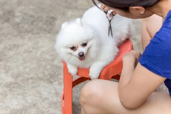 Propietaria Mujer Cortando Pelo Perros Pomerania Con Tijeras Peine Durante —  Fotos de Stock