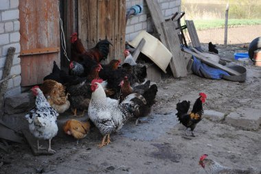 Kırsal alanda tavuklar bir lider seçer. Küçük horoz en iyisidir..