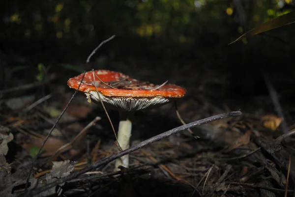 Bellissimo Fungo Rosso Nella Foresta — Foto Stock
