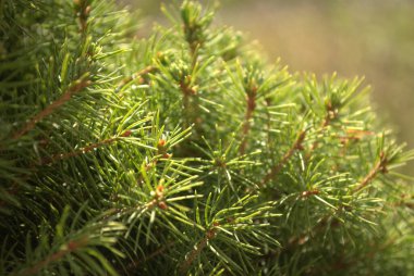 fir tree branches, cones, pine, green needles
