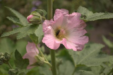 Güzel çiçekler, çiçek konsepti