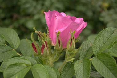 Vahşi gül ağacı filizlenir. Bir gülün küçük bir kopyası gibi. Çiçek, basit ama narin. Son derece güzel kokuyor. Çok fazla polen ve nektar içeriyor. Arılar ve diğer böcekler bu dikenli bitkiyi severler..