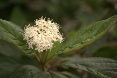 close-up of an old plant