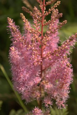 Kapatın güzel çiçekleri.
