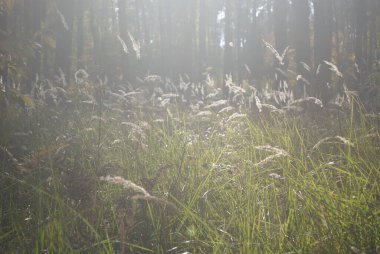 green grass, summer flora and nature concept-beautiful flower field, spring time, landscape