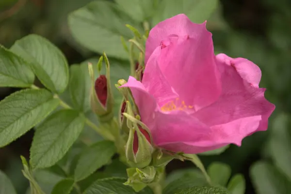 Florece Rosal Silvestre Como Una Pequeña Copia Una Rosa Flor — Foto de Stock