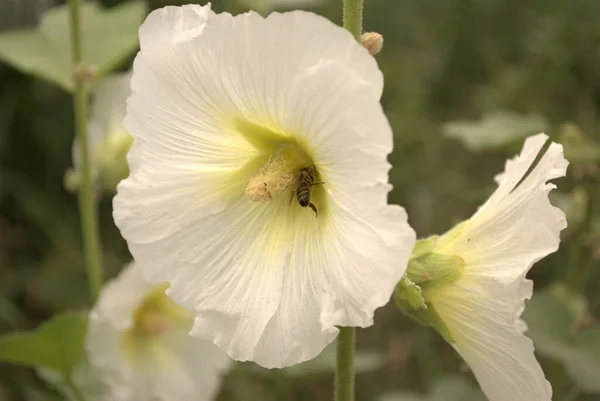 Крупним Планом Красивий Вид Білу Квітку Саду — стокове фото