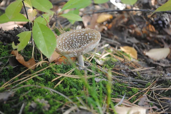Amanita Muscaria Mushroom Forest Ukraine —  Fotos de Stock