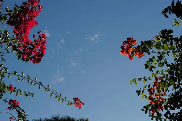 Όμορφο Κόκκινο Και Λευκό Λουλούδι Μπλε Και Πορτοκαλί Φθινοπωρινά Φύλλα — Φωτογραφία Αρχείου