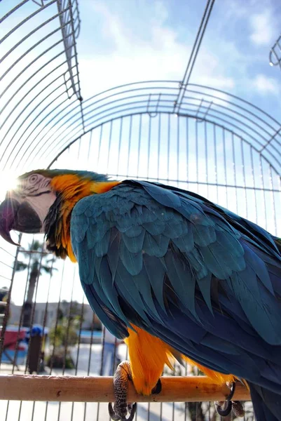 Όμορφος Παπαγάλος Στο Ζωολογικό Κήπο — Φωτογραφία Αρχείου