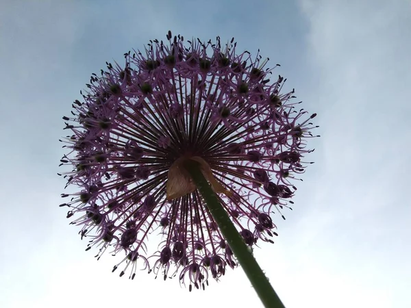 この珍しい花はふわふわのボールのように見えます 彼女は紫のタンポポのようだ しかしそれは本当に弓です 庭のアリウム 彼は空に届く 太陽はすでに沈んでいる しかしミツバチは仕事を止めませんでした — ストック写真
