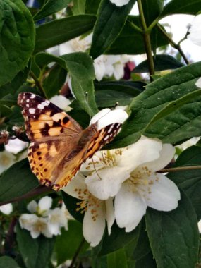Bahçede bir yasemin çalısı açar ve kelebekler çiçeklerinden lezzetli nektar toplarlar..