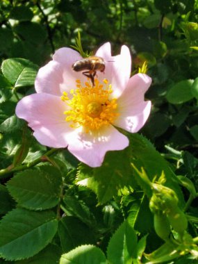 Vahşi gül ağacı filizlenir. Bir gülün küçük bir kopyası gibi. Çiçek, basit ama narin. Son derece güzel kokuyor. Çok fazla polen ve nektar içeriyor. Arılar ve diğer böcekler bu dikenli bitkiyi severler..