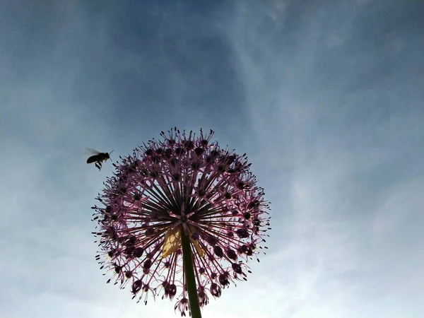 Cette Fleur Inhabituelle Ressemble Une Boule Moelleuse Elle Est Comme — Photo