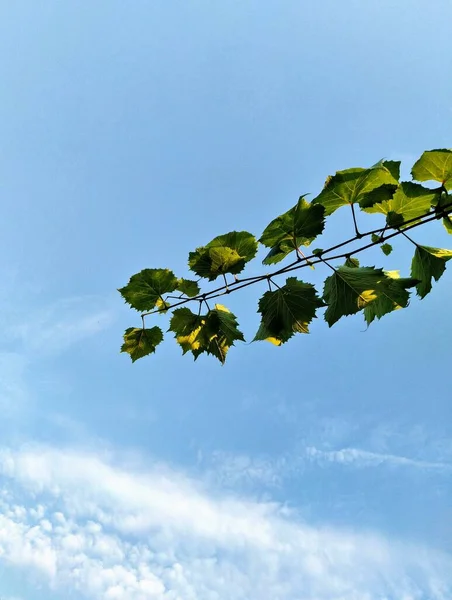 The vine pulls the stems and even the green leaves into the sky - the summer ends there and the sun gives the last heat of its beam.