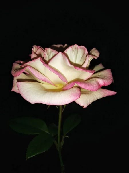 Buenas Noches Capullo Rosa Abierto Con Punto Brillante Refleja Luz — Foto de Stock