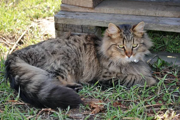 First Glance Brutal Cat Seems Wild Animal Walks Yard Hunts — Stockfoto