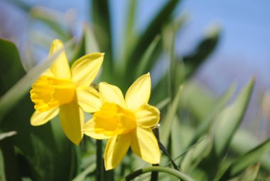 İlk bahar çiçeklerinden biri. Narcissus bahçede çiçek açtı. Bu sofistike bir çiçek. Sanki bir taçmış gibi. Nefis bir aroması var. Sarı güneşli çiçek.