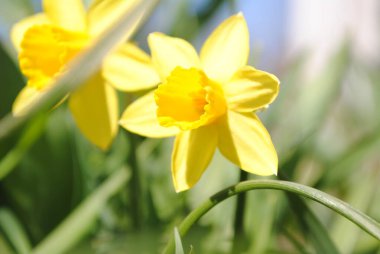 İlk bahar çiçeklerinden biri. Narcissus bahçede çiçek açtı. Bu sofistike bir çiçek. Sanki bir taçmış gibi. Nefis bir aroması var. Sarı güneşli çiçek.