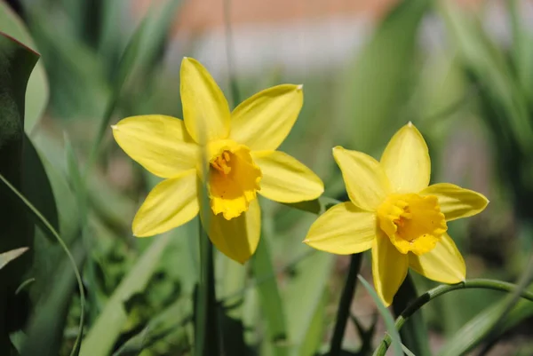 Bahar Çiçeklerinden Biri Narcissus Bahçede Çiçek Açtı Sofistike Bir Çiçek — Stok fotoğraf