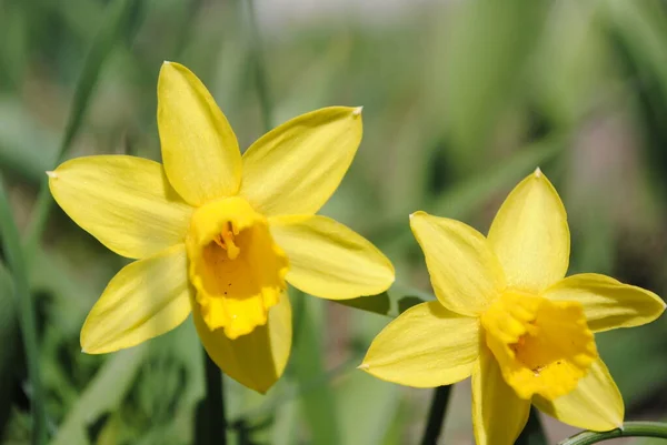 Una Las Primeras Flores Primavera Narciso Floreció Jardín Esta Una —  Fotos de Stock