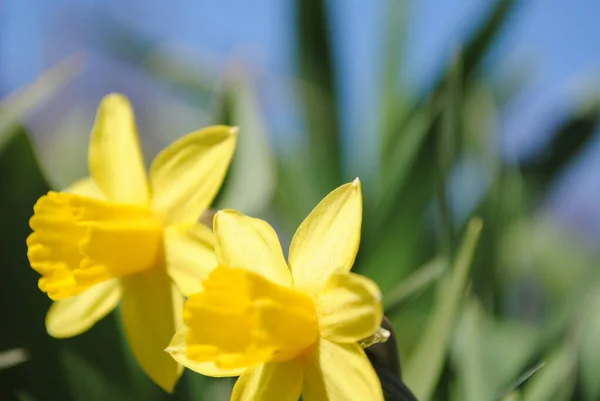 Una Las Primeras Flores Primavera Narciso Floreció Jardín Esta Una —  Fotos de Stock