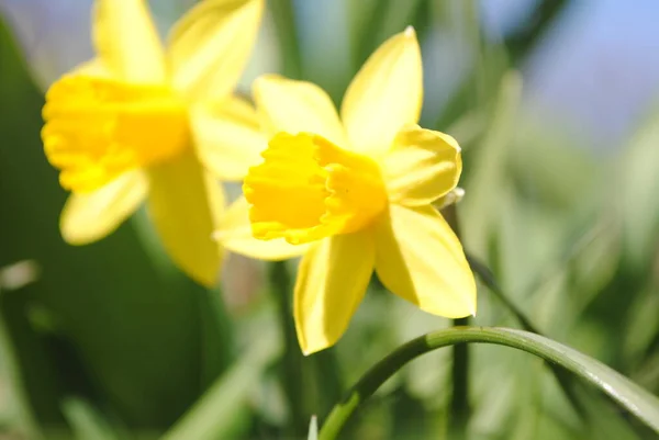 Una Las Primeras Flores Primavera Narciso Floreció Jardín Esta Una —  Fotos de Stock