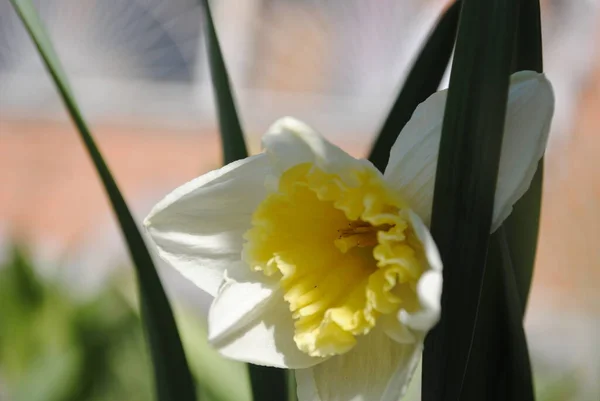 정원에는 수선화가 피어났다 이것은 꽃입니다 왕관을 것처럼 말이야 향기가 노란빛이 — 스톡 사진