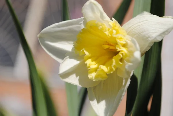 Bahar Çiçeklerinden Biri Narcissus Bahçede Çiçek Açtı Sofistike Bir Çiçek — Stok fotoğraf