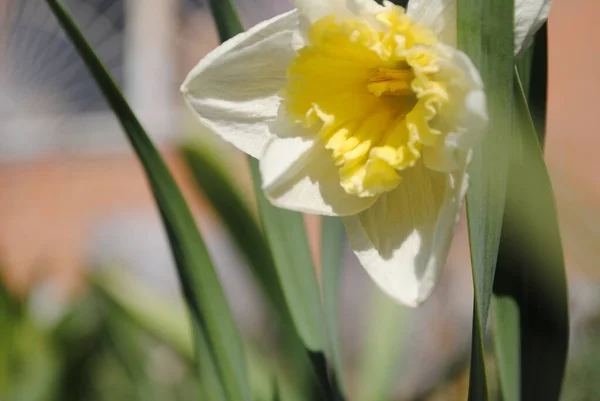 Första Vårblommorna Narcissus Blommade Trädgården Det Här Sofistikerad Blomma Det — Stockfoto