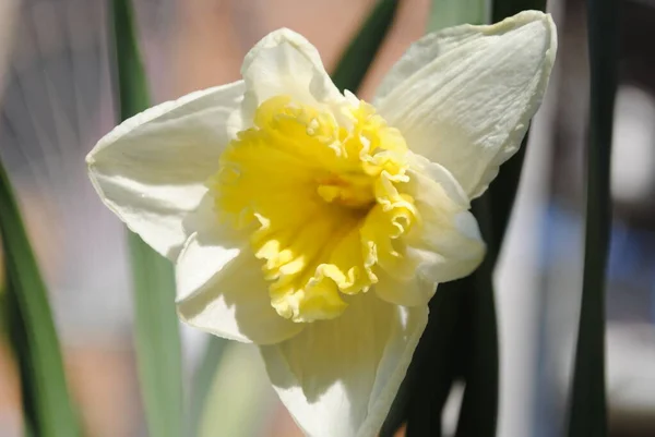 Första Vårblommorna Narcissus Blommade Trädgården Det Här Sofistikerad Blomma Det — Stockfoto