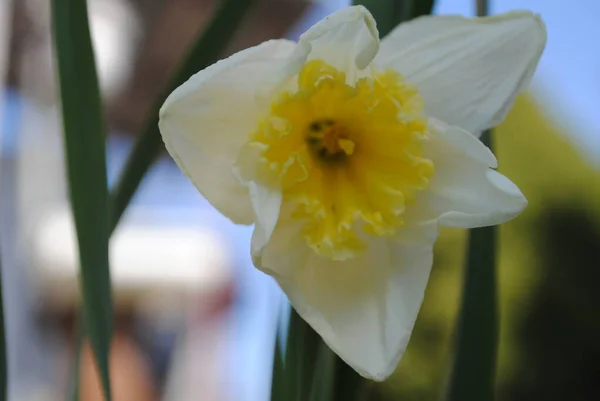 Första Vårblommorna Narcissus Blommade Trädgården Det Här Sofistikerad Blomma Det — Stockfoto