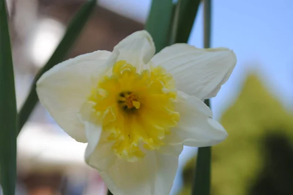 Första Vårblommorna Narcissus Blommade Trädgården Det Här Sofistikerad Blomma Det — Stockfoto