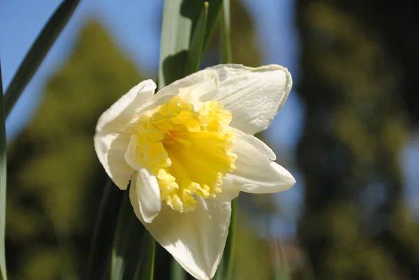 Första Vårblommorna Narcissus Blommade Trädgården Det Här Sofistikerad Blomma Det — Stockfoto