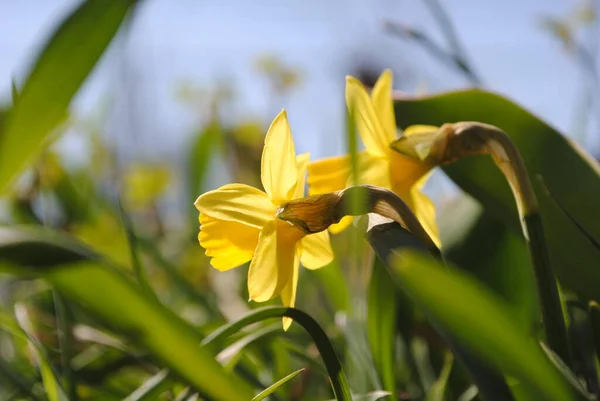 Uno Dei Primi Fiori Primaverili Narciso Fiorì Nel Giardino Questo — Foto Stock