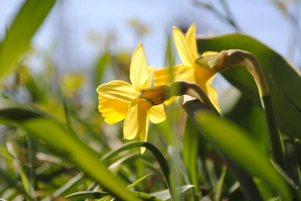 Jedna Prvních Jarních Květin Zahradě Kvetly Narcisy Tohle Sofistikovaná Květina — Stock fotografie