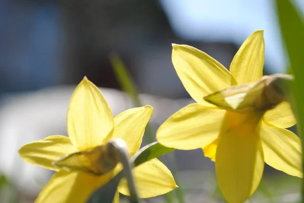 Una Las Primeras Flores Primavera Narciso Floreció Jardín Esta Una —  Fotos de Stock