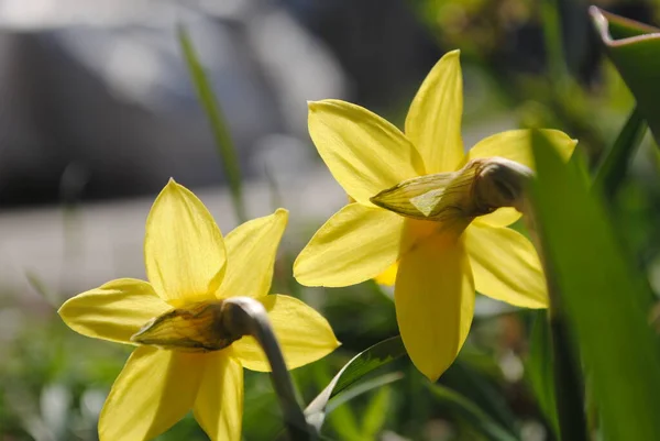 Een Van Eerste Lentebloemen Narcissen Bloeiden Tuin Dit Een Verfijnde — Stockfoto