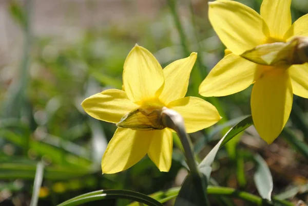 정원에는 수선화가 피어났다 이것은 꽃입니다 왕관을 것처럼 말이야 향기가 노란빛이 — 스톡 사진