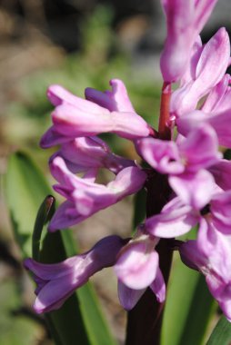 Bahçede ilk bahar çiçekleri açtı. Çok renkli sümbüller çok narin ve rafine..